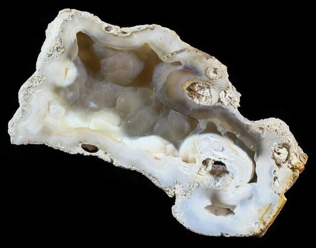 Agatized Fossil Coral Geode - Florida #51159